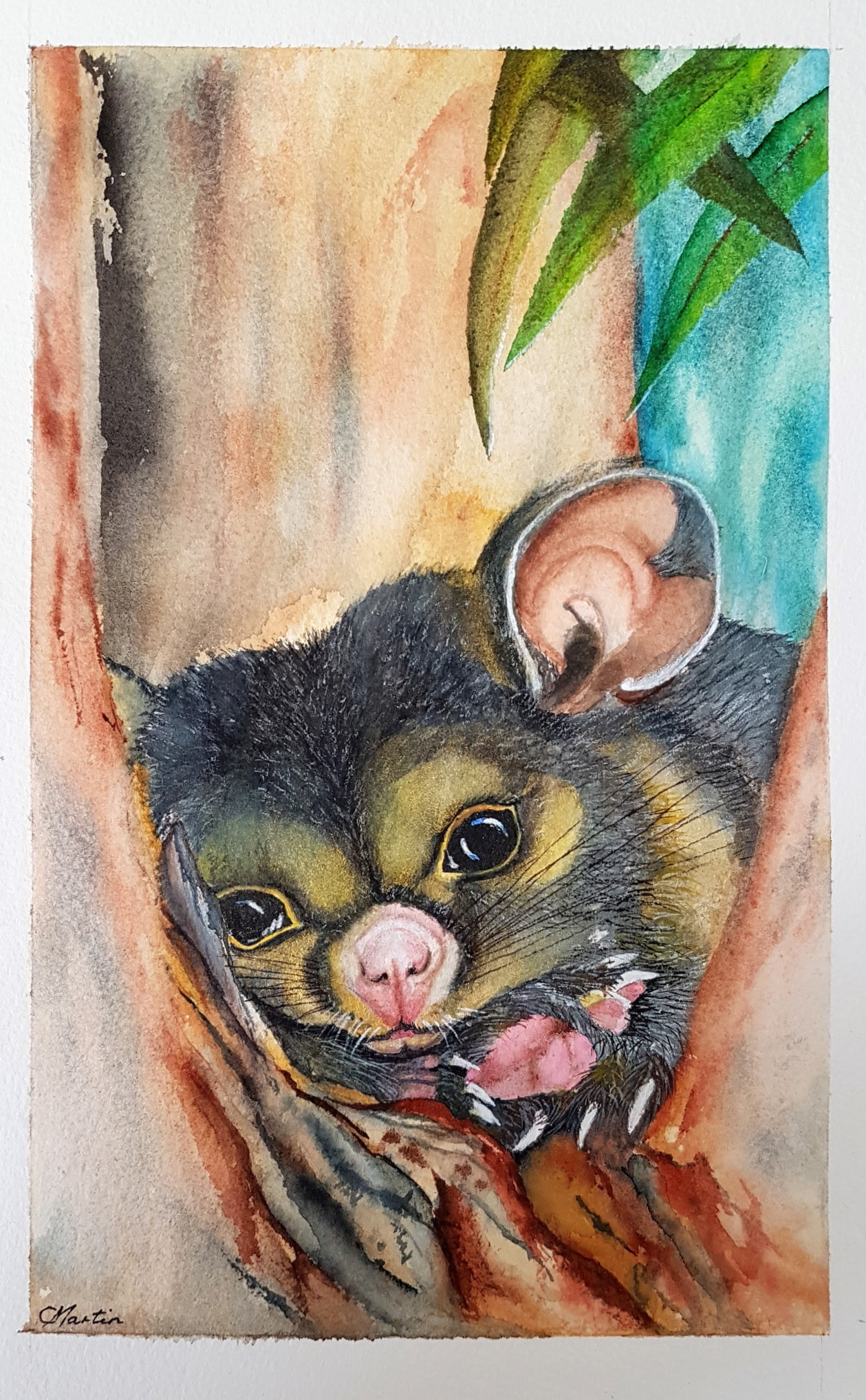 Watercolour of a brush-tailed possum peering from a tree hollow