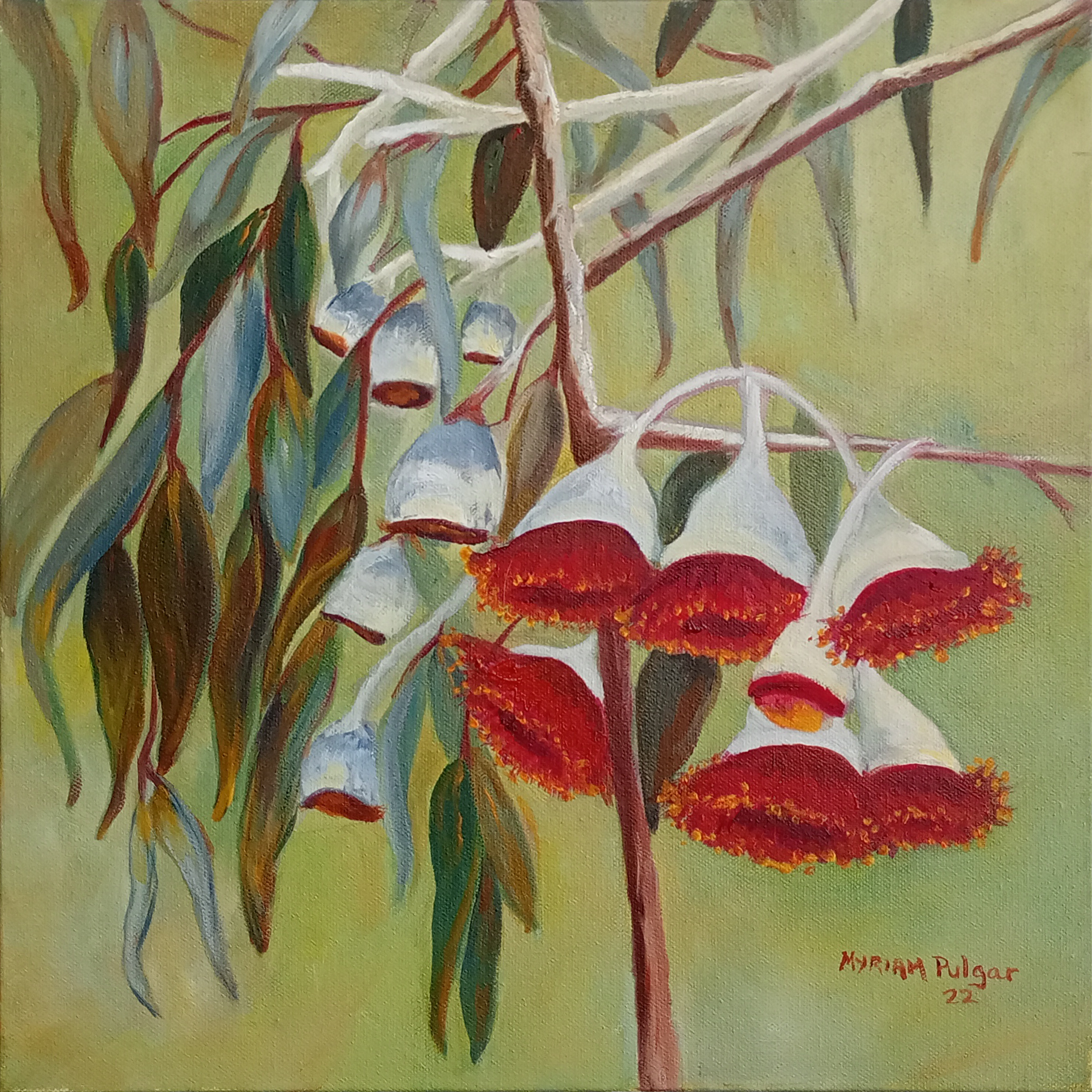 Oil painting of red flowering gum blossoms hanging from a branch